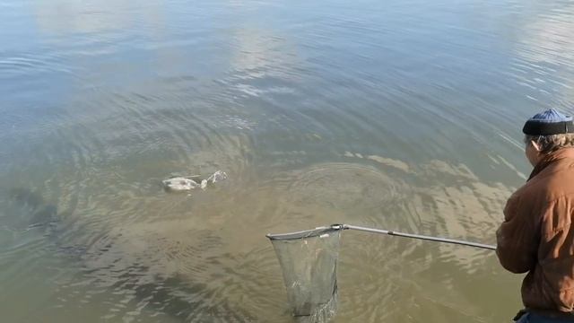 Суперская рыбалка на отличную осеннюю прикормку для карася и карпа.Прикормка холодной воды.Рыбалка смотреть онлайн