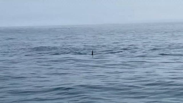 Косатки. Камчатка. Тихий океан. смотреть онлайн