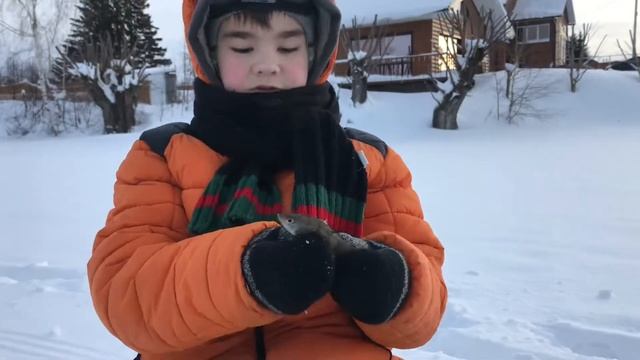 Ловля окуня на пруду в январе. Рыбалка на мормышку. Как ловит начинающий рыбак! смотреть онлайн