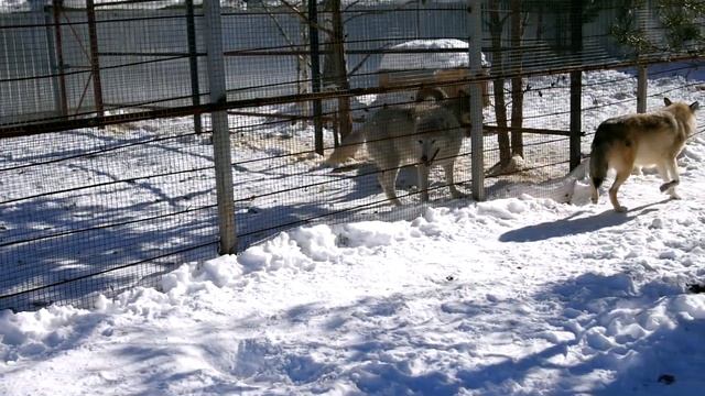 Зооправо.Просто люди.Приют "Чертог Волка" смотреть онлайн