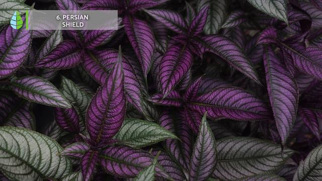 GARDENING for BEGINNERS - 10 INDOOR plants🌿🌸 Resistant and Easy to Care for! смотреть онлайн