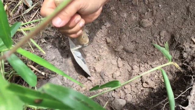 Found a bucket full of gold in the jungle Ep5, Detecting treasure underground, Finding gold in soil смотреть онлайн