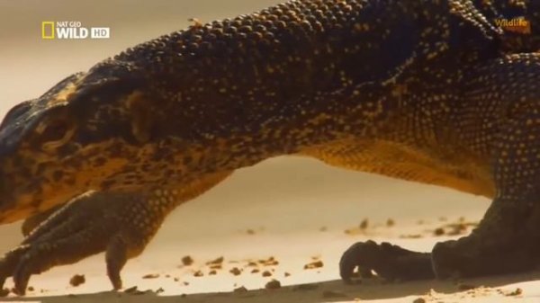 NatGeo Wild - Wild Indonesia -Secret Komodo Dragon