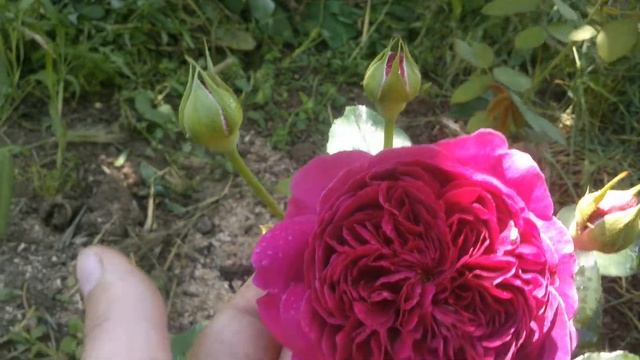 Rose William Shakespeare 2000. Английская роза Дэвида Остина. МОЯ ПЕРВОГОДКА ИЮНЬ 2021 смотреть онлайн