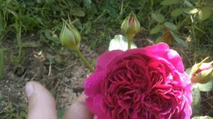 Rose William Shakespeare 2000. Английская роза Дэвида Остина. МОЯ ПЕРВОГОДКА ИЮНЬ 2021