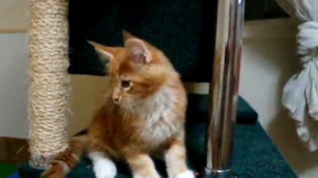 Amicus Coon Angel (Ангел) мальчик мейн кун 2 месяца смотреть онлайн