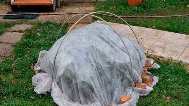 Как укрыть гортензию на зиму смотреть онлайн