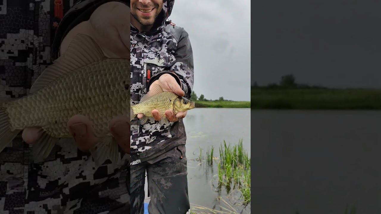 КАК ПОЙМАТЬ ВЕДРО КАРАСЯ?! #снастиздрасьте p.s. Вся РЫБА отпущена! #карась #поплавок смотреть онлайн