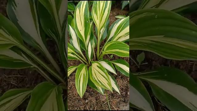 Хоста Тонг Оф Флейм смотреть онлайн