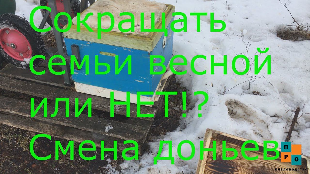 Сокращать семьи весной или нет!? Смена доньев при помощи апилифта. Можно выставлять пчёл в дождь? смотреть онлайн