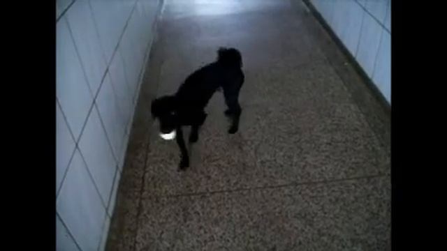 TOY em busca da luz!!! смотреть онлайн