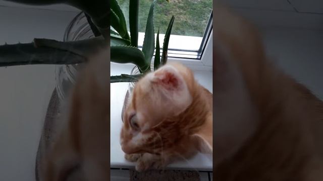 Вот кто ест цветы на подоконнике смотреть онлайн