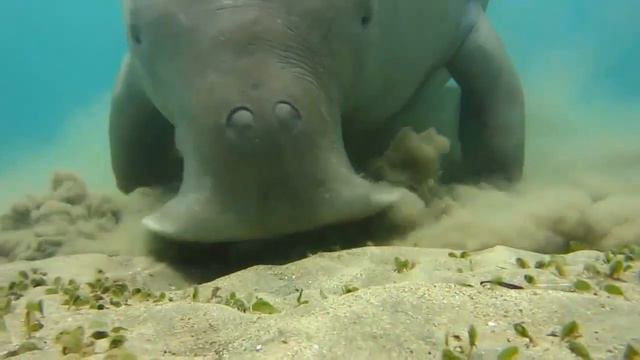 ДЮГОНЬ - Добродушная морская корова смотреть онлайн