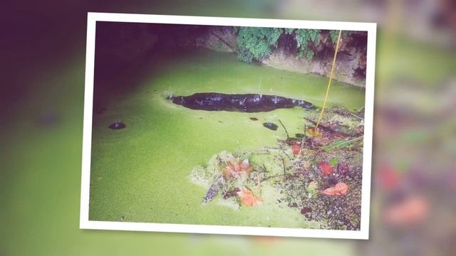 quinta de regaleira смотреть онлайн