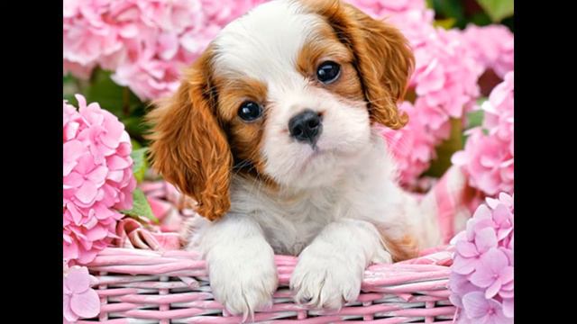 Те кто всегда с нами рядом/наши питомцы смотреть онлайн