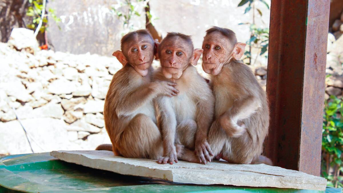 В мире животных