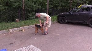 Собака кусает за руки, коррекция, принуждение в позу подчинения