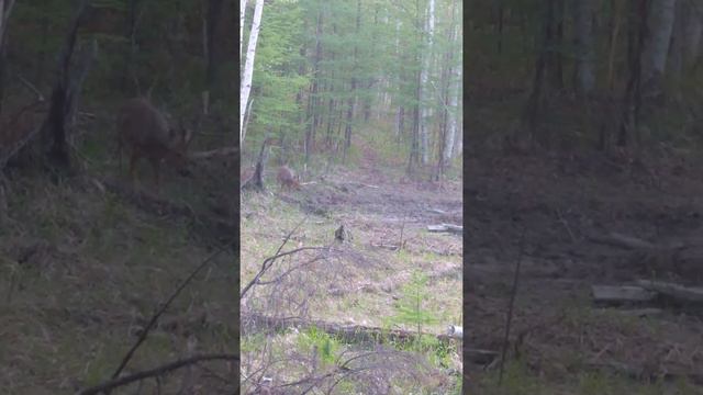 Самец косули сибирской (козёл) пришёл на солоне́ц. смотреть онлайн