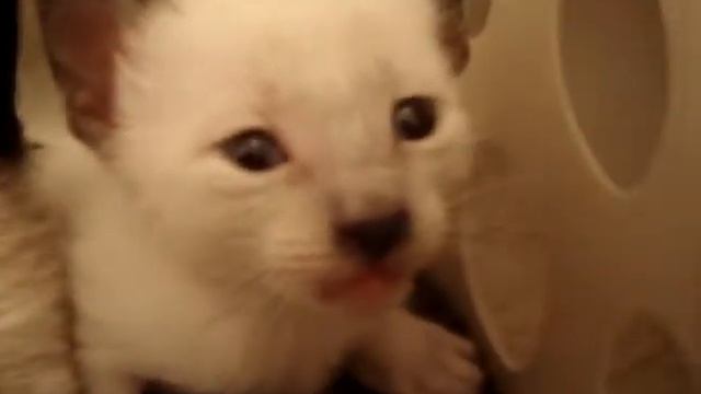 Layla's babies at 3 weeks old смотреть онлайн