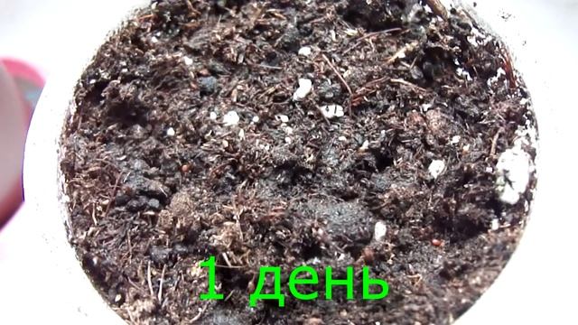 Часть №1. Хемиантус куба посадка. семяна с алиэкспресс. Обман или нет? смотреть онлайн