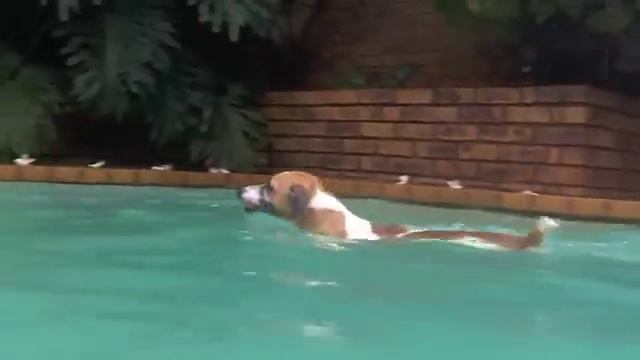 Zak Catch Catfish In Pool...