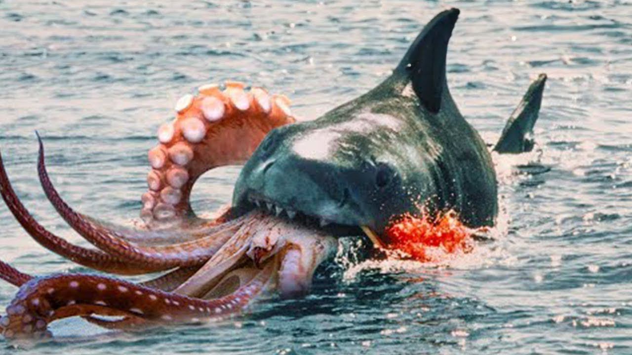 Когда Акула Ошиблась с Соперником! Редкие Битвы Животных, Снятые на Камеру смотреть онлайн