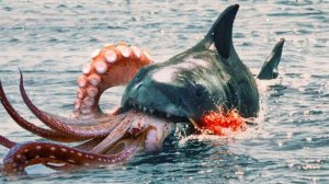 Когда Акула Ошиблась с Соперником! Редкие Битвы Животных, Снятые на Камеру