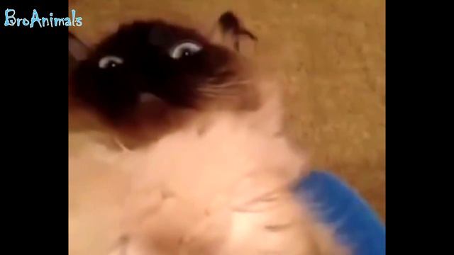 ПРИКОЛЫ С ЖИВОТНЫМИ | FUN WITH ANIMALS #482 смотреть онлайн