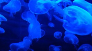 Медузы. Океан. Футаж. Хромакей. Для монтажа.