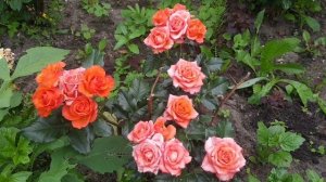 Роза спрей  Alegria  C4