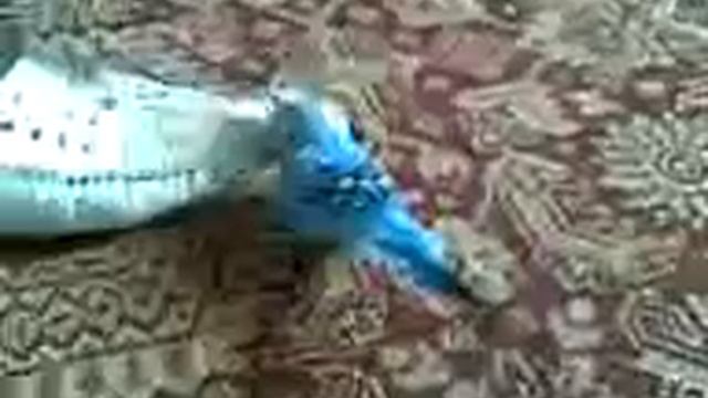 Попугай,который делает зикр смотреть онлайн