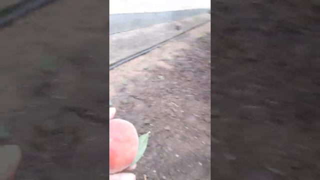 Персик "фиделия" смотреть онлайн