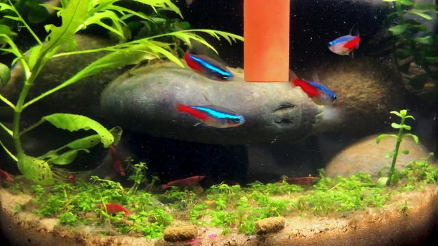 Flake Food + Shrimp Pellets = A Good Day — Fish Tank Feeding #7 смотреть онлайн