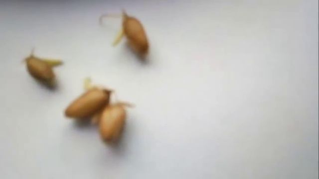 ОБАЛДЕТЬ! Влияние катушек Мишина на всхожесть семян смотреть онлайн
