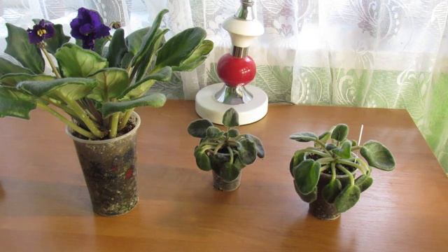 ЧТО НЕ ТАК С ФИАЛКАМИ НА ВЫБРОС !! смотреть онлайн