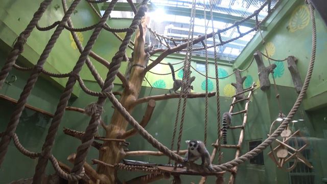 Ижевский Зоопарк ШОКИРОВАЛ !!! Разнообразием животных,обезьян и птиц .