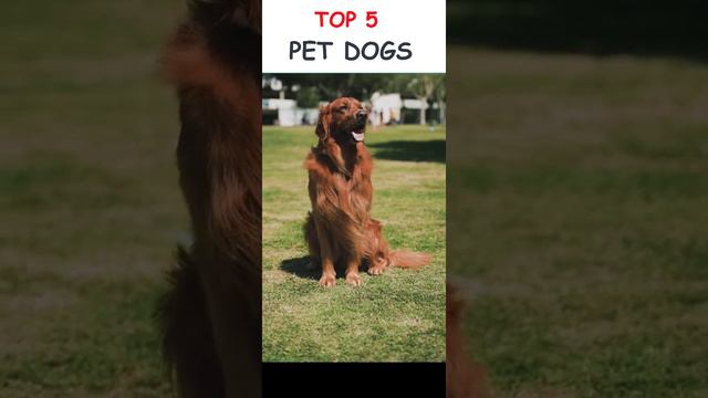 TOP 5 PET DOGS смотреть онлайн