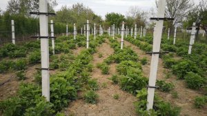 Малина маравилла