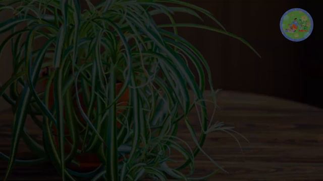 Killing every Plant After bringing home? Buy these never dying, 10 hard to kill house plants смотреть онлайн