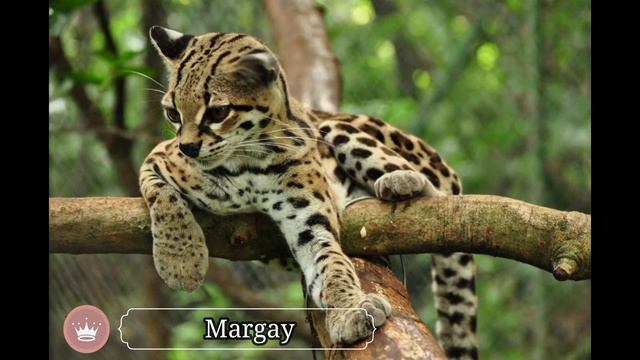 Top 10 Lesser Known Wild Cats In The World | Top 10 | смотреть онлайн