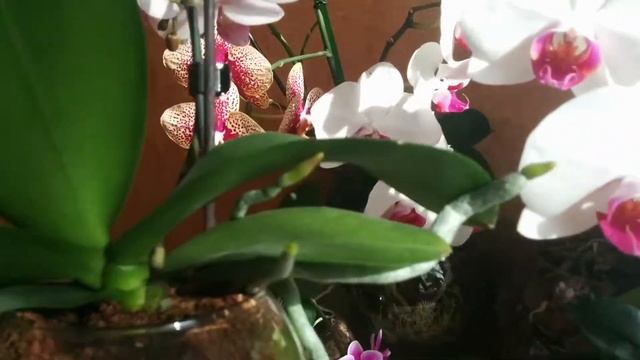 Орхидеи цветение видео для души смотреть онлайн