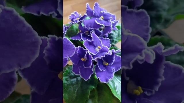 Фиалка - Прекрасная Креолка