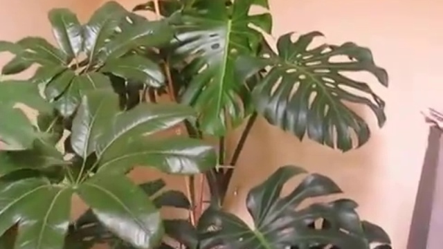 Монстера - украшение любого дома! смотреть онлайн