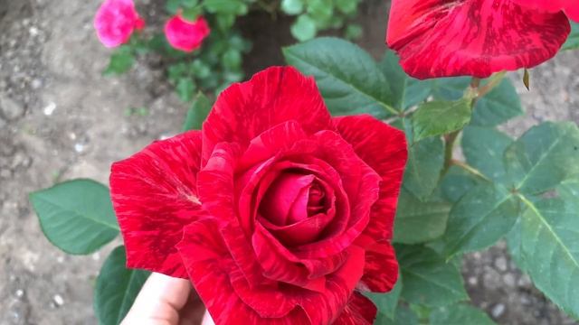 Роза Ред Интуишн ( Rose Red Intuition ) Растет в Киеве и на даче в Черниговской обл. смотреть онлайн