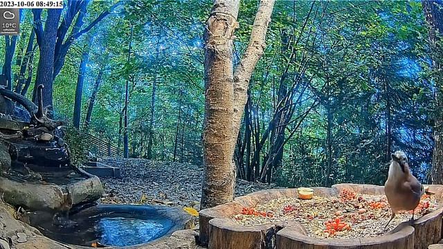 Веселый завтрак птиц и белок #Польша смотреть онлайн