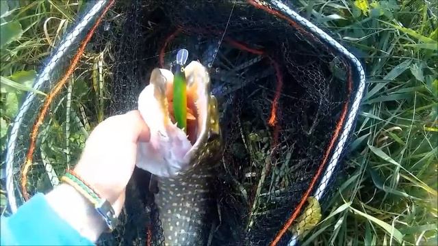 Lure fishing for big pike...Рыбалка большой щуки смотреть онлайн