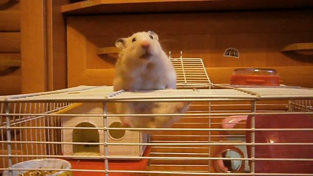 Хомяк Киви свобода за 58 секунд. смотреть онлайн