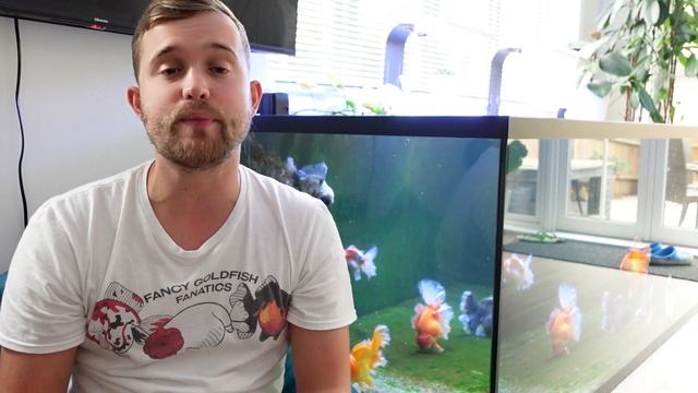 HOW TO setup your first Goldfish aquarium | Budget aquarium setup | Simple guide смотреть онлайн
