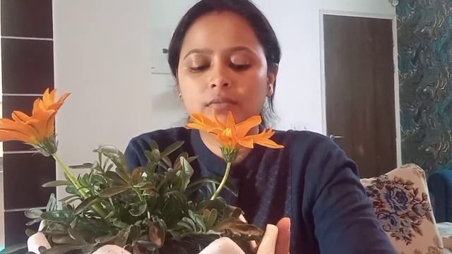 Do you know what Gazania is ?# क्या आपके घर में गजानिया है ? # NOBEL TALKS # SHALINI CHAUDHARY# смотреть онлайн