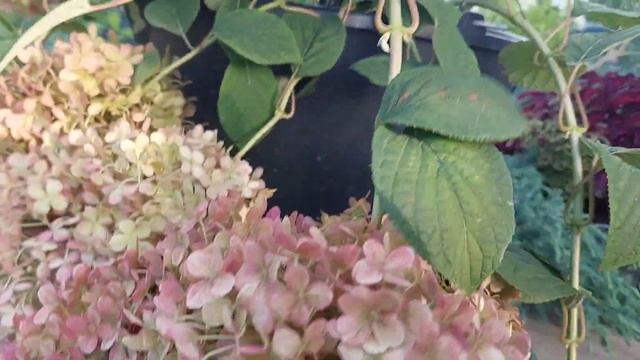 Гортензия древовидная Magical dark pink#гортензиядревовидная#гортензияmagicaldarkpink" смотреть онлайн